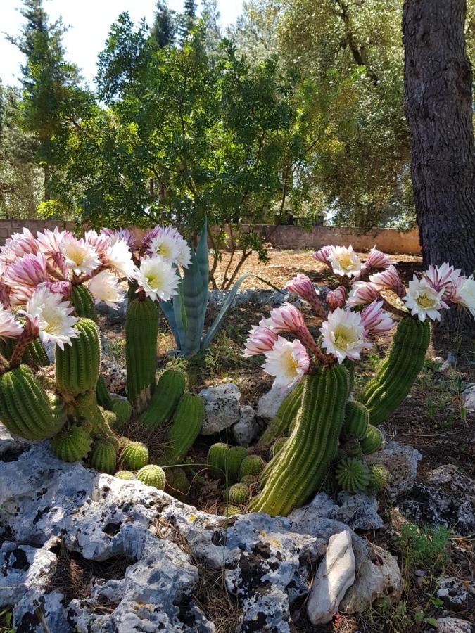 Trulli Di Spinaruta Bed and Breakfast Grottaglie Εξωτερικό φωτογραφία